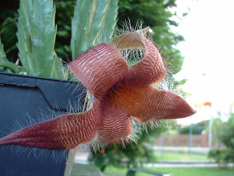 Stapelia grandiflora.JPG